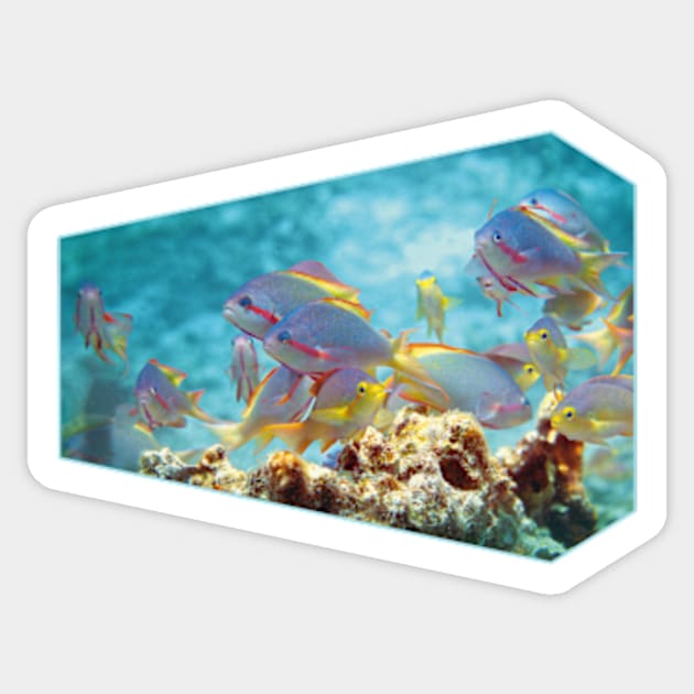 Anthias | Colorful bustle in coral reef | Sticker by Ute-Niemann